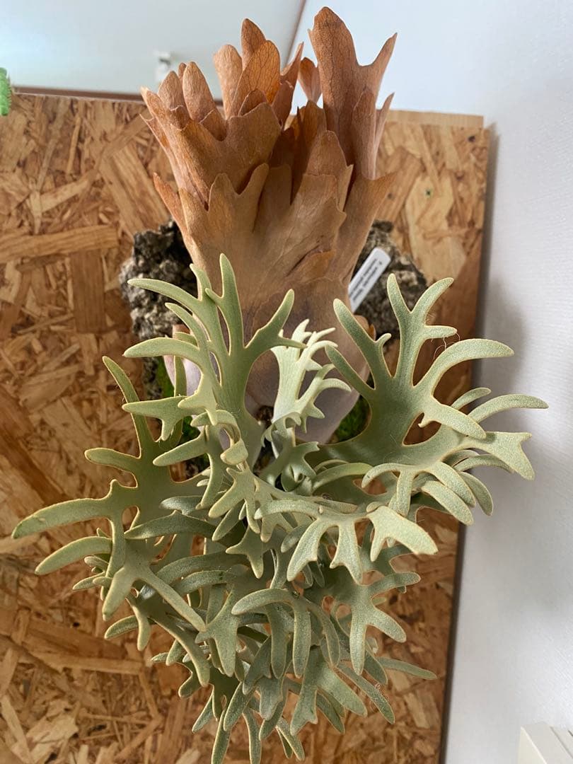 P. willinckii 'Elves エルブス 子株 OC