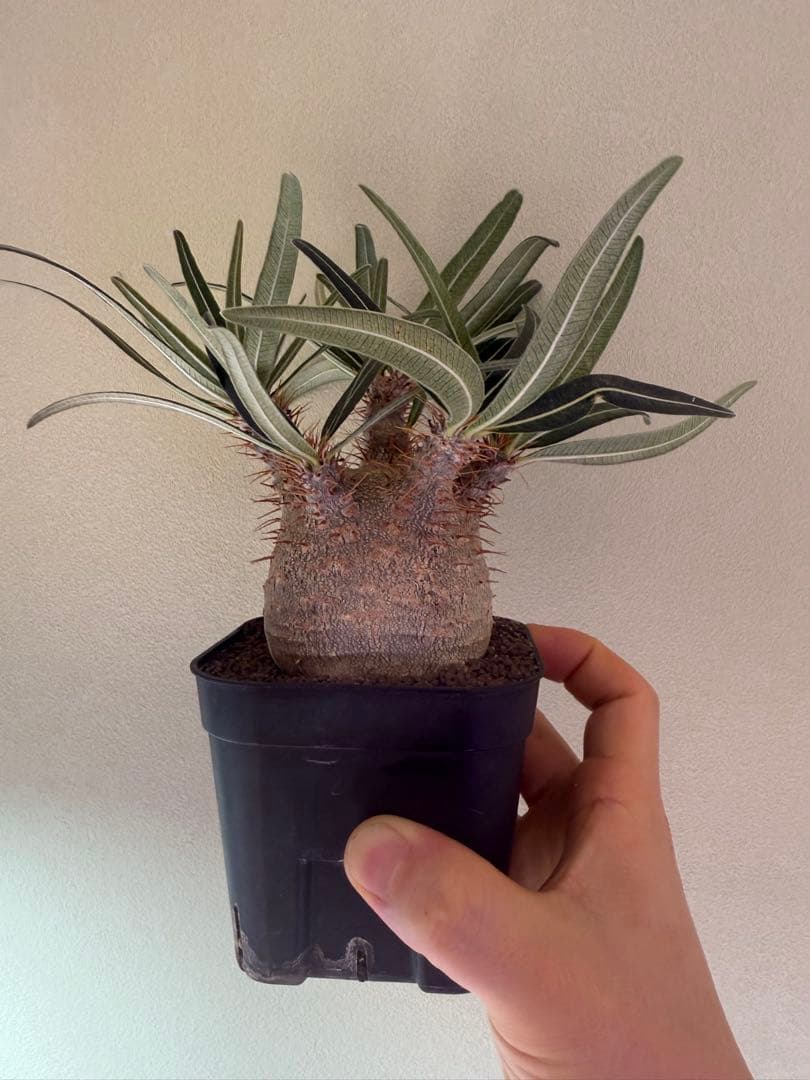 グラキリス実生　中株サイズ グラキリス実生 中株サイズ グラキリス 実生 5株セット ②G | HANDS PLANTS