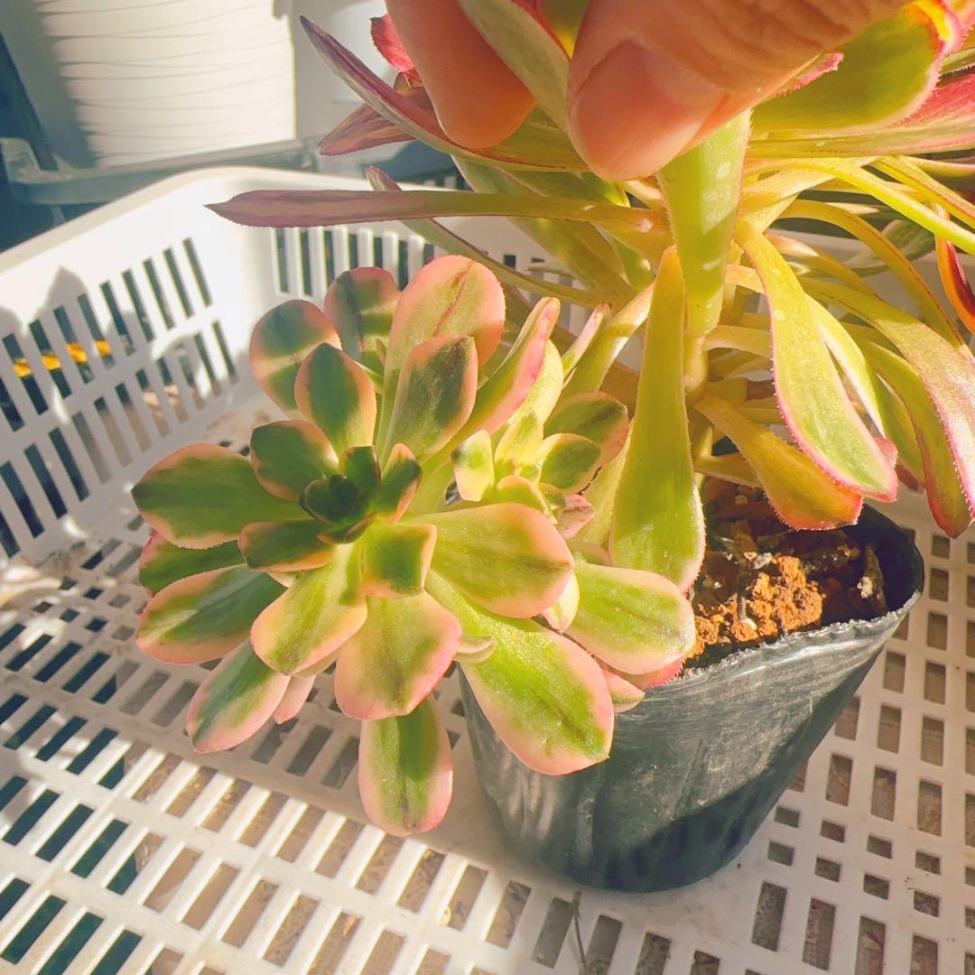 水墨画 多肉植物 法師錦 アエオニウム 2苗抜き苗 希少 高級苗 - メルカリ