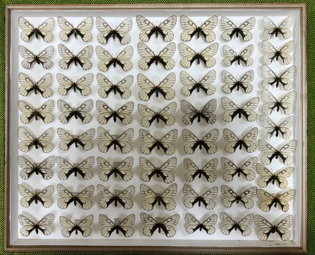 蝶標本希少ウスドイツガラス木箱現状品41x50x6cm写真がご確認してください ドイツ箱マグネットコレクション – ネイチャーテクニカラー公式