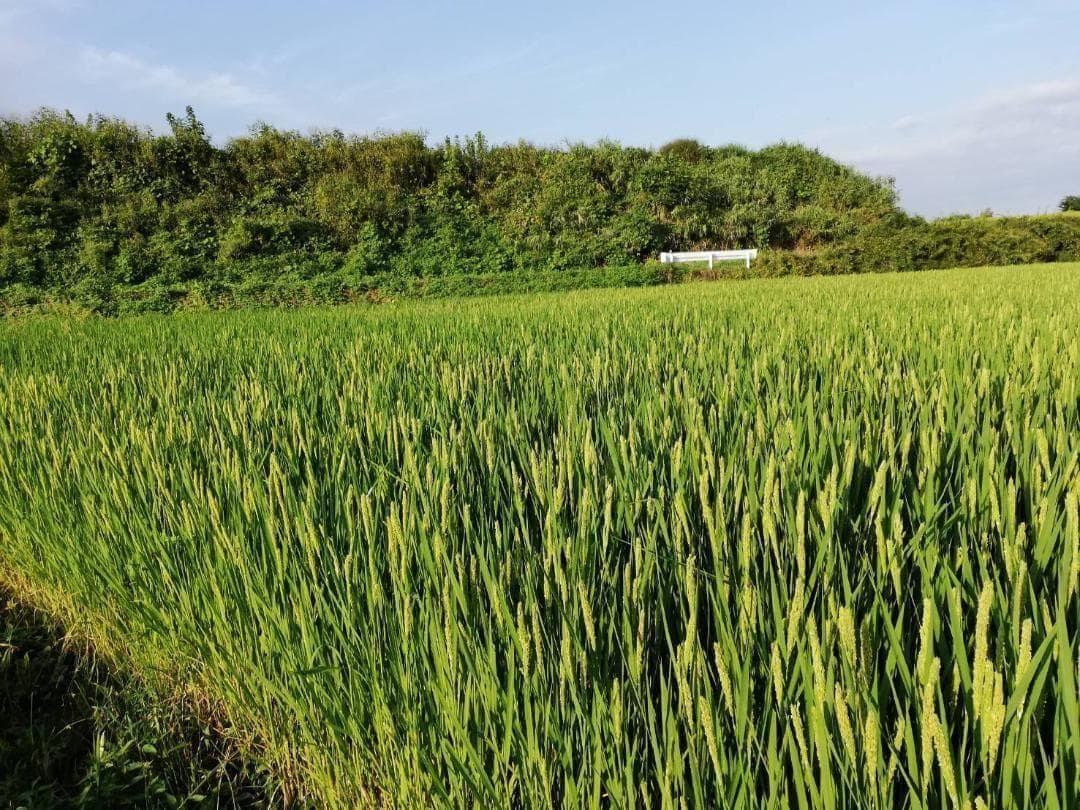 農薬不使用 7年産 ハッピーヒル（うるち）籾 3k 種籾 陸稲 - メルカリ