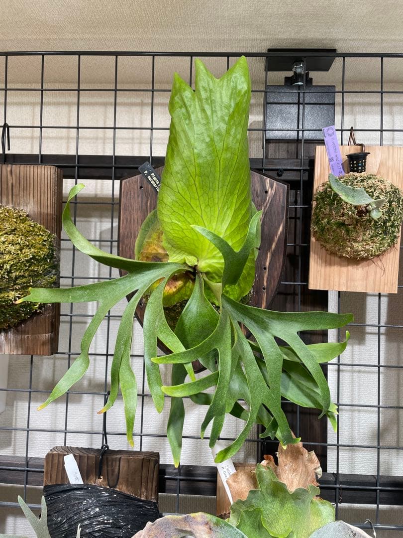 koukinkin　ビカクシダ　coronarium koala P.coronarium'Koala'🌿 今年もビカクシダ品評会に挑戦しました😊 結果