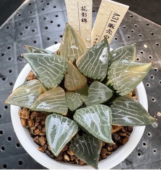 花影錦 コレクタ系 ハオルチア 多肉植物 - メルカリ