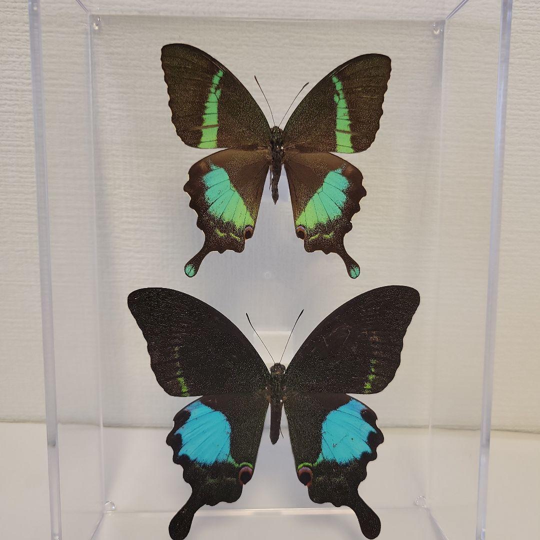 蝶の標本　インドの珍しいアゲハチョウ(A1) 蝶の標本 インドの珍しいアゲハチョウ(A1) 蝶の標本 インドの珍しい