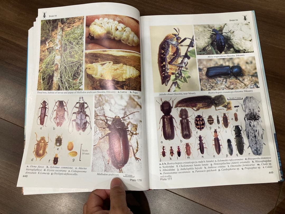 Fauna of the Socotra Archipelago Field - メルカリ