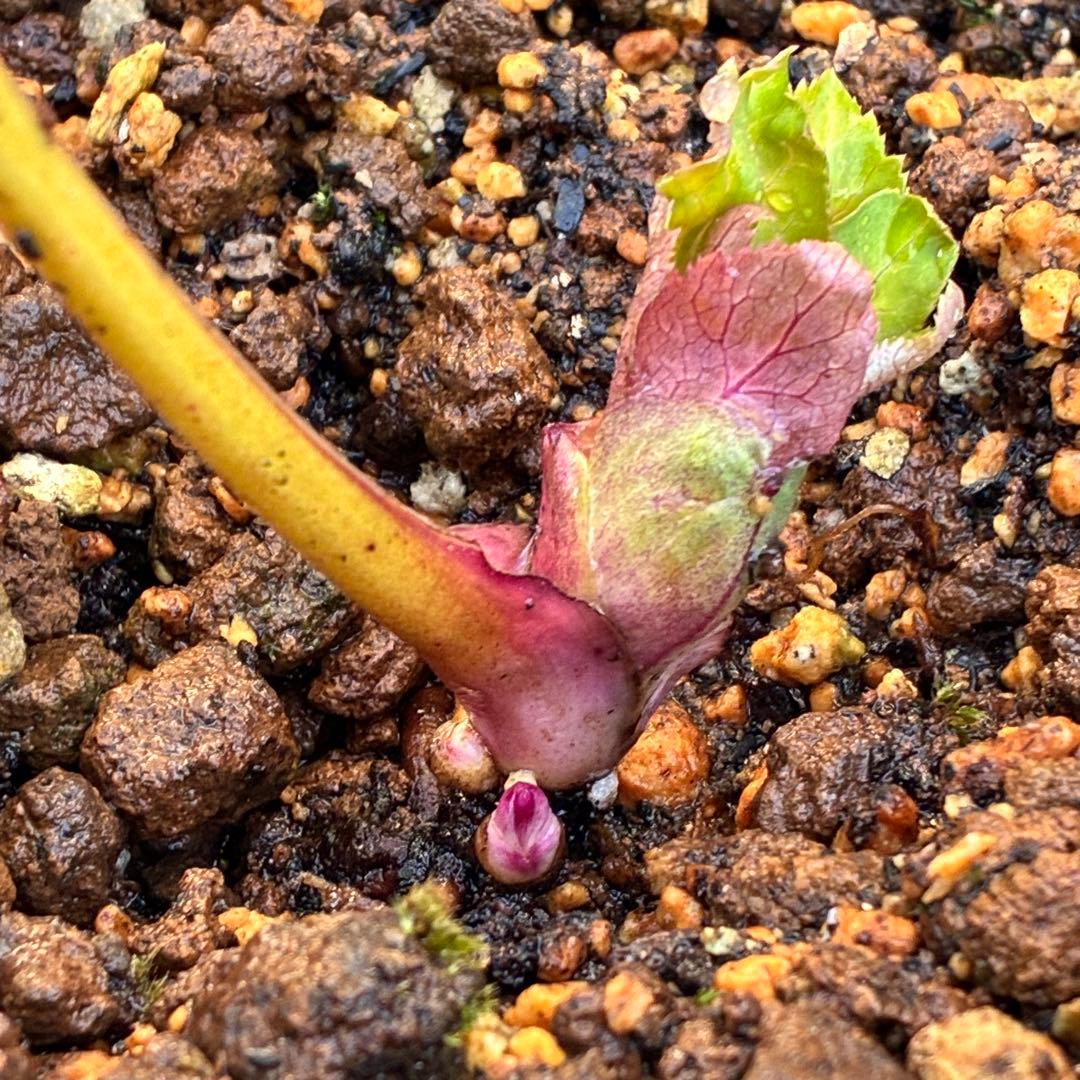 衛*様 3408☘️ラスト2☘️蕾付き☘️極上☘️⭐️ソレイユ⭐️ボリュームSD