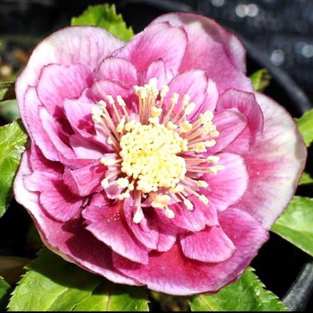 衛*様 3408☘️ラスト2☘️蕾付き☘️極上☘️⭐️ソレイユ⭐️ボリュームSD