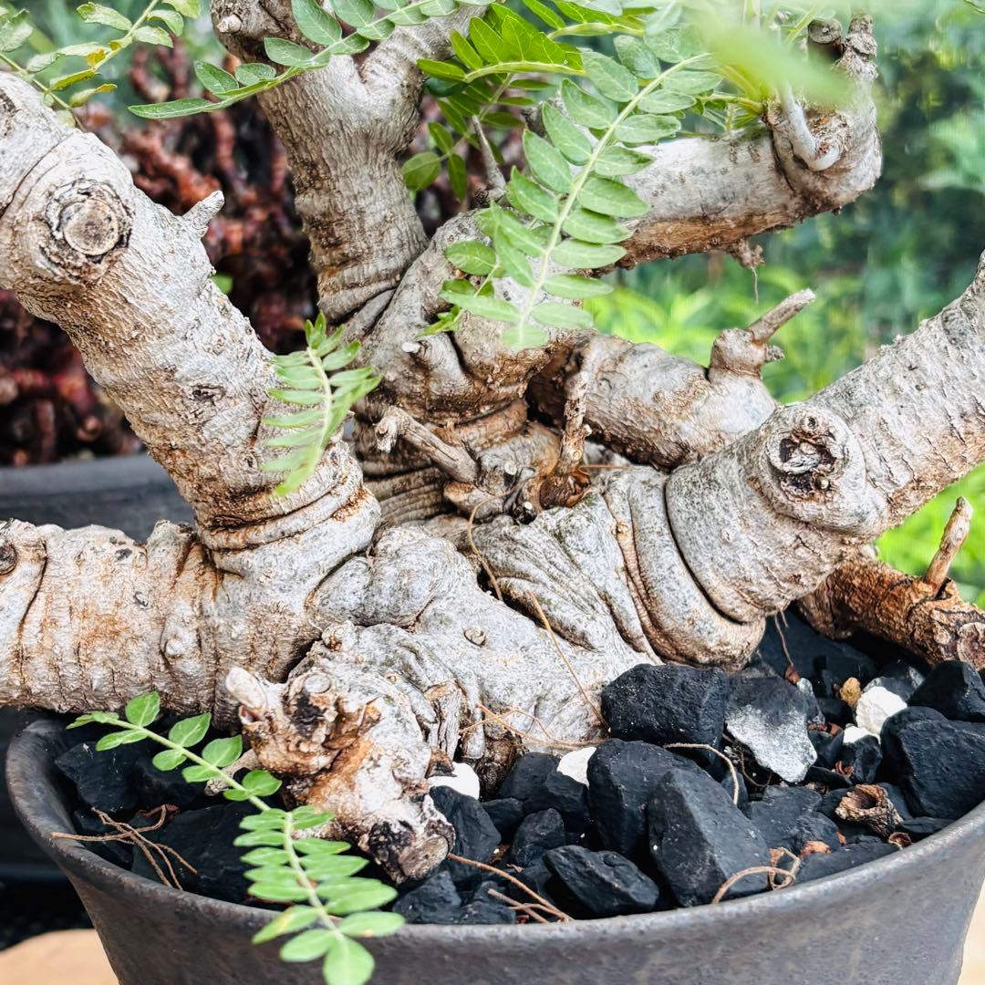 短期間限定超特価！ 低重心 大株 ボスウェリア ネグレクタ 現地球 船串篤司