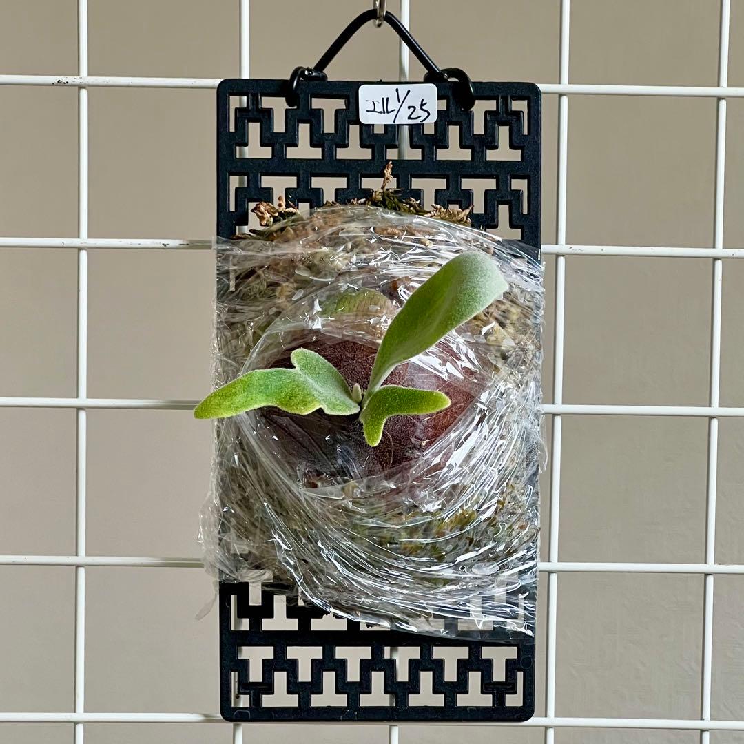 OC子株 platycerium elsaエルサ23pupビカクシダコウモリラン - メルカリ