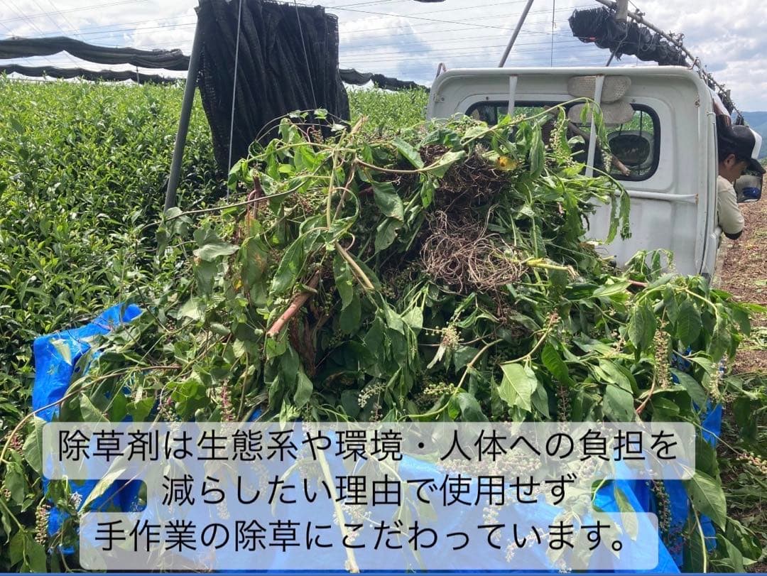 日本茶×〇〇】眠りに誘う癒しの味わい♪ほうじ茶カモミール 3g×