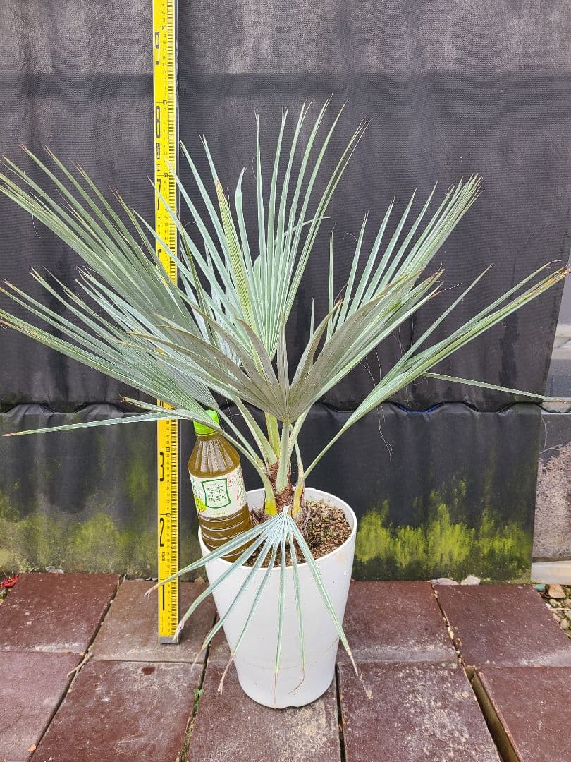 ①希少耐寒性ヤシ ブラヘア アルマータ 7号鉢大株 高さ80cm 5年生 アルマータ ブラヘア の特徴と育て方 yukis_0011 | 苗木部の部室
