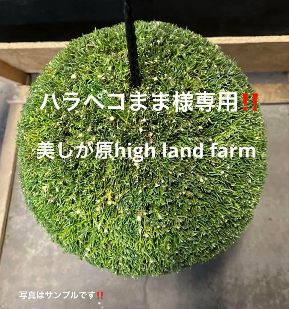 杉玉　約35㎝‼️お客様ご注文品　縁起物　丸くて幸せ　家族円満♪ 杉玉 約30センチ‼️縁起物 丸くて幸せ 家族円満♪ - メルカリ