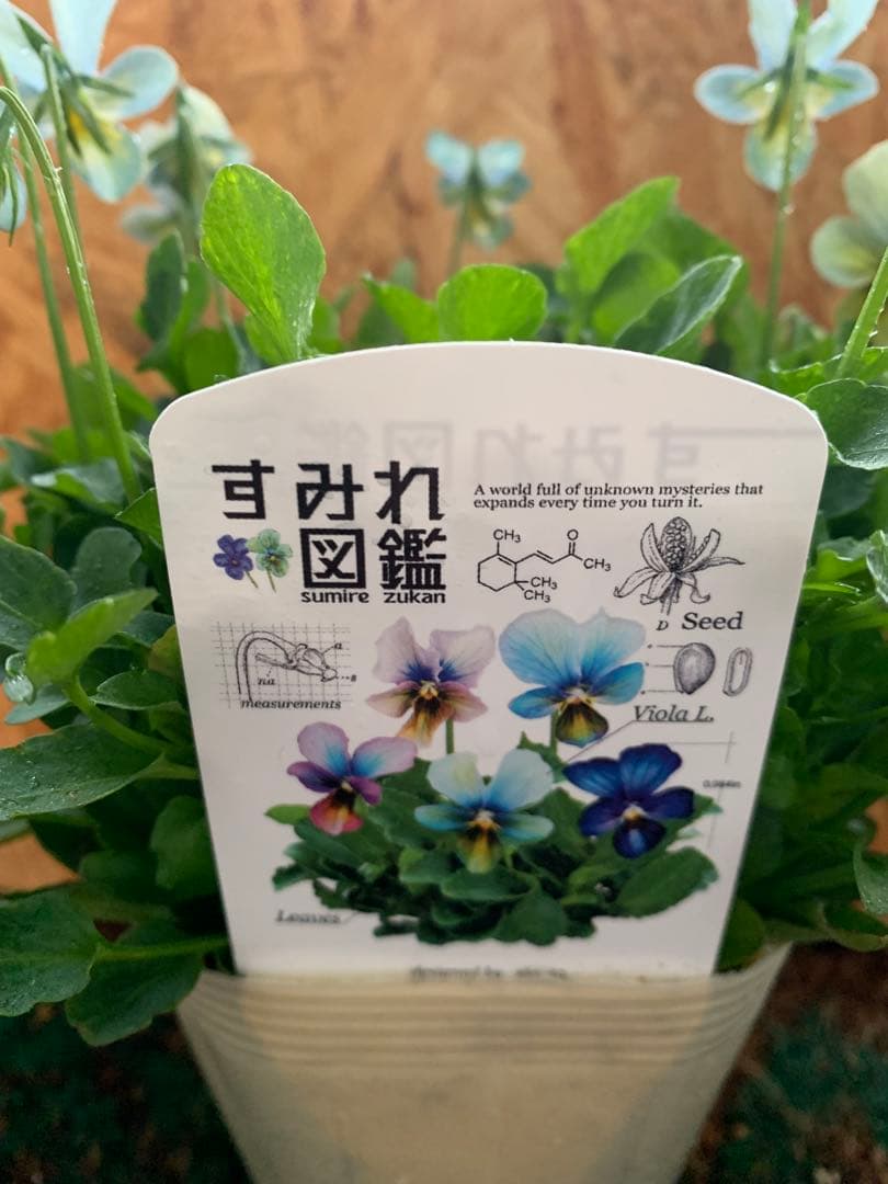 M*I様 すみれ図鑑 1苗 クレールドゥリュンヌ1苗no3 - メルカリ