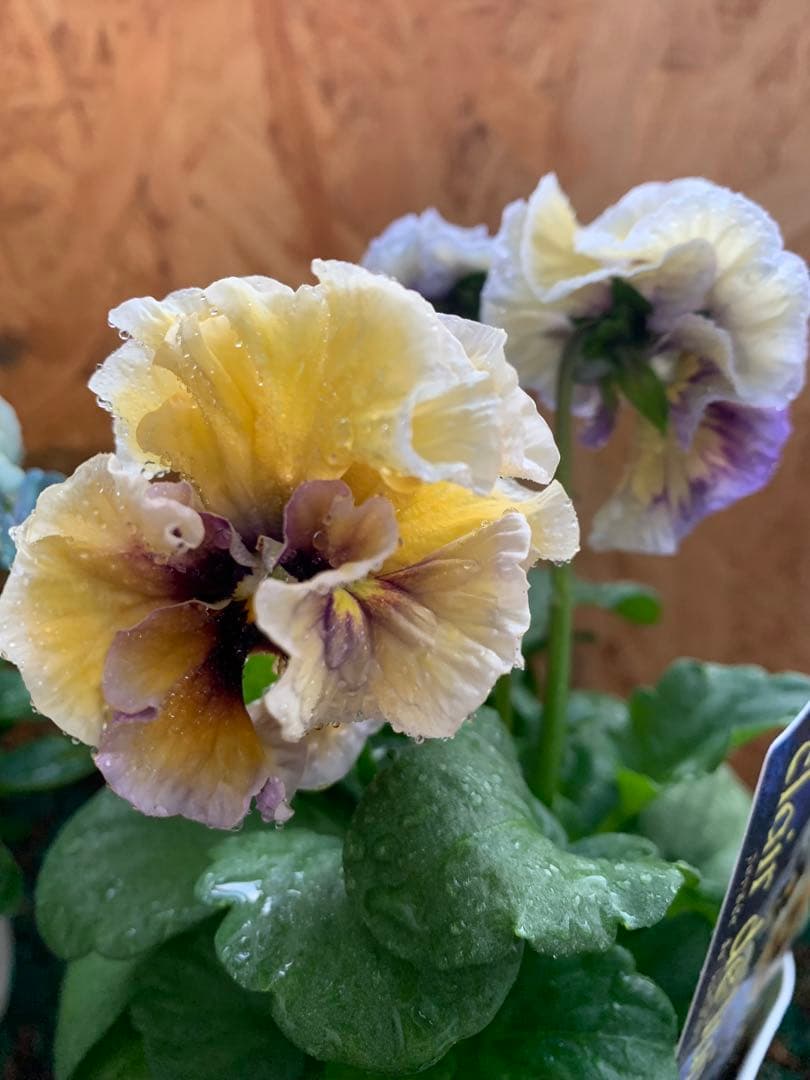 M*I様 すみれ図鑑 1苗 クレールドゥリュンヌ1苗no3 - メルカリ