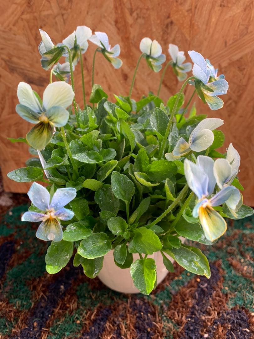 M*I様 すみれ図鑑 1苗 クレールドゥリュンヌ1苗no3 - メルカリ