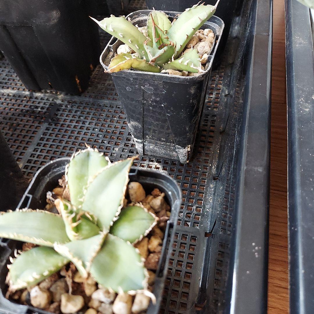 アガベ まとめ 鉢のまま発送 メルカリ便