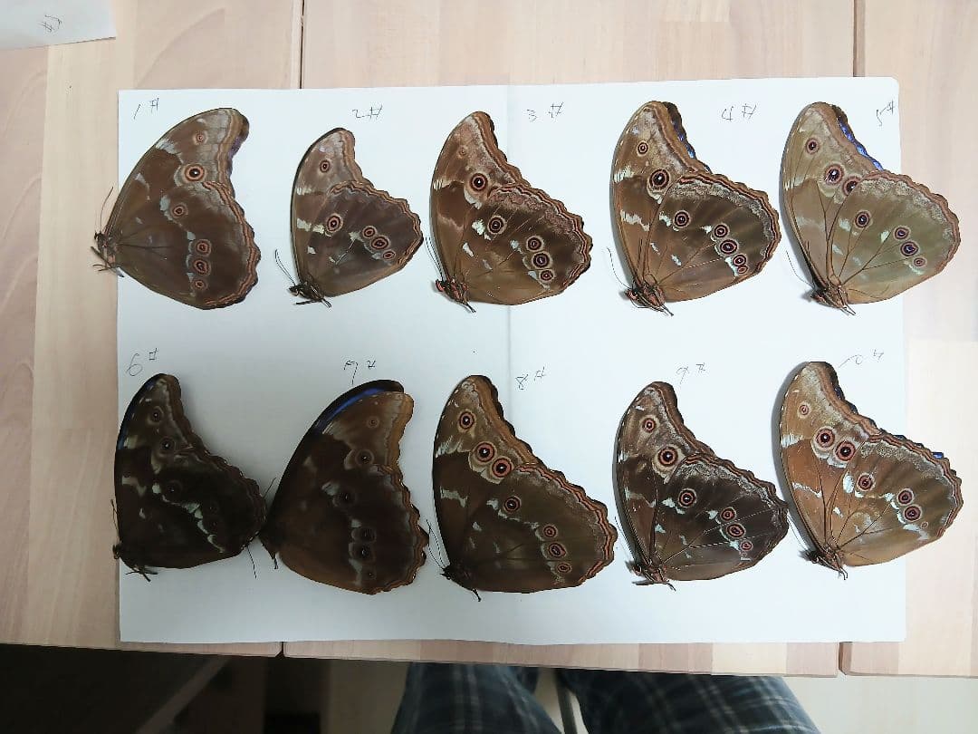 BREED 11001500菌糸ビン各10本 yuyama ji様