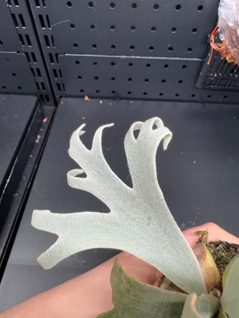 平凡之鹿】YMDS Totoro HHRナーセリータグ付け #077