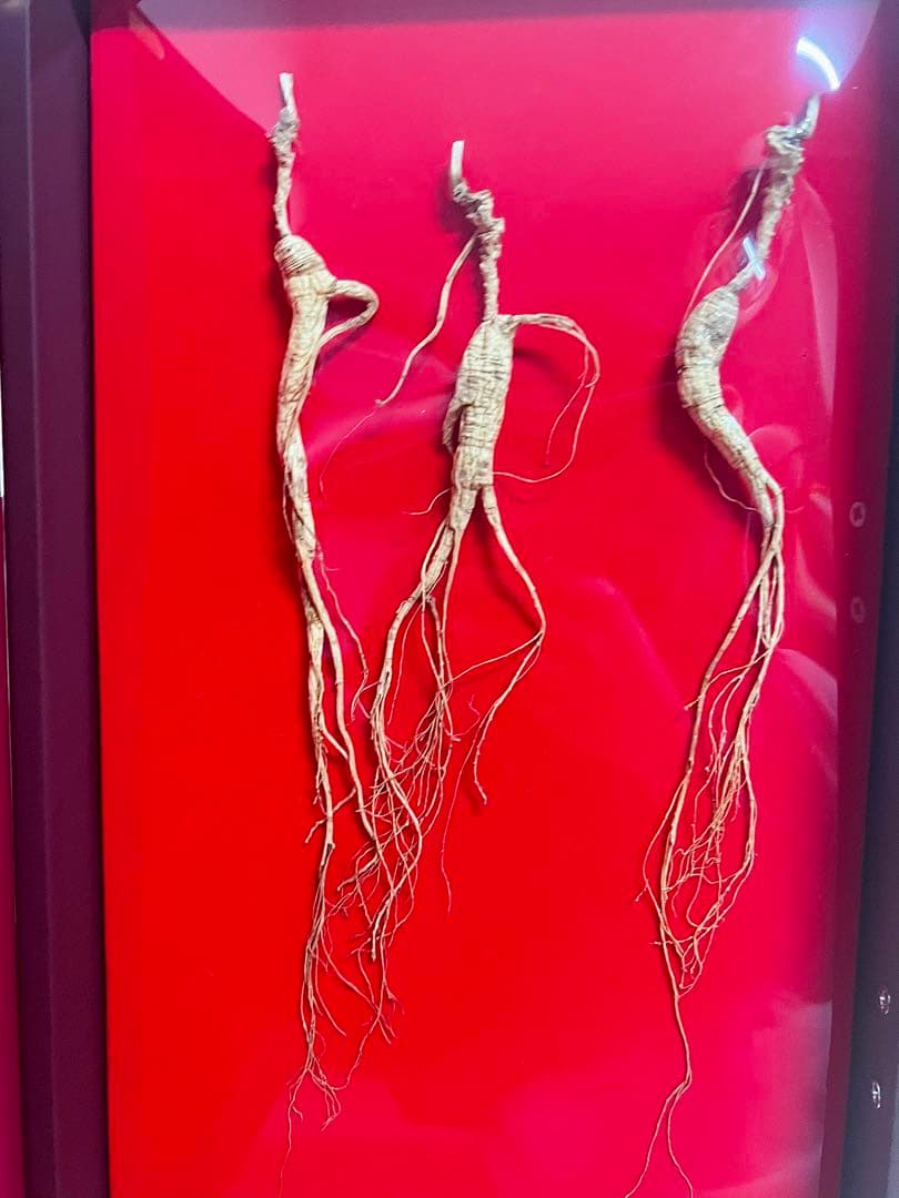 中国東北】20年物3本 高麗人参 高級野山人参 桓仁県産 - メルカリ