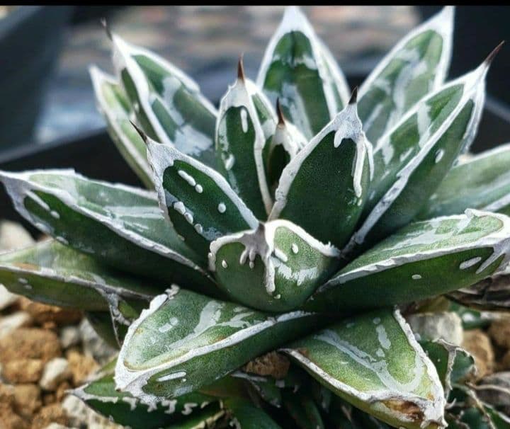 お*ん様 アガベ　名峰富士　仔株　②【希少　選抜】検索　ロウルサンコ　姫笹の雪 アガベ】ロウルサンコ産名峰富士が来た！【笹の雪】 - だいちゃんの