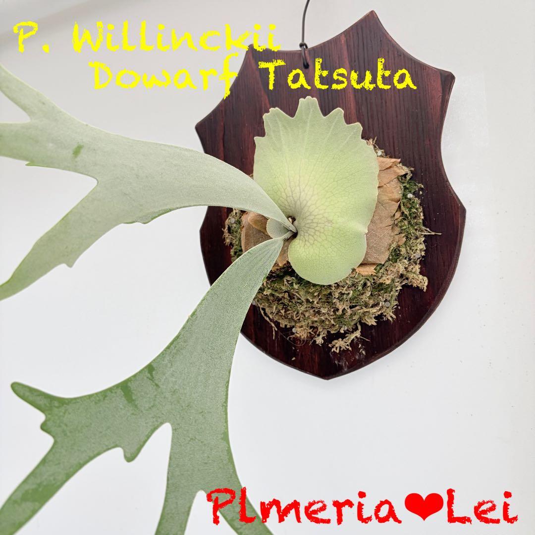 板付 観葉植物 超美株の子株です♫〖ビカクシダ・ウィリンキー