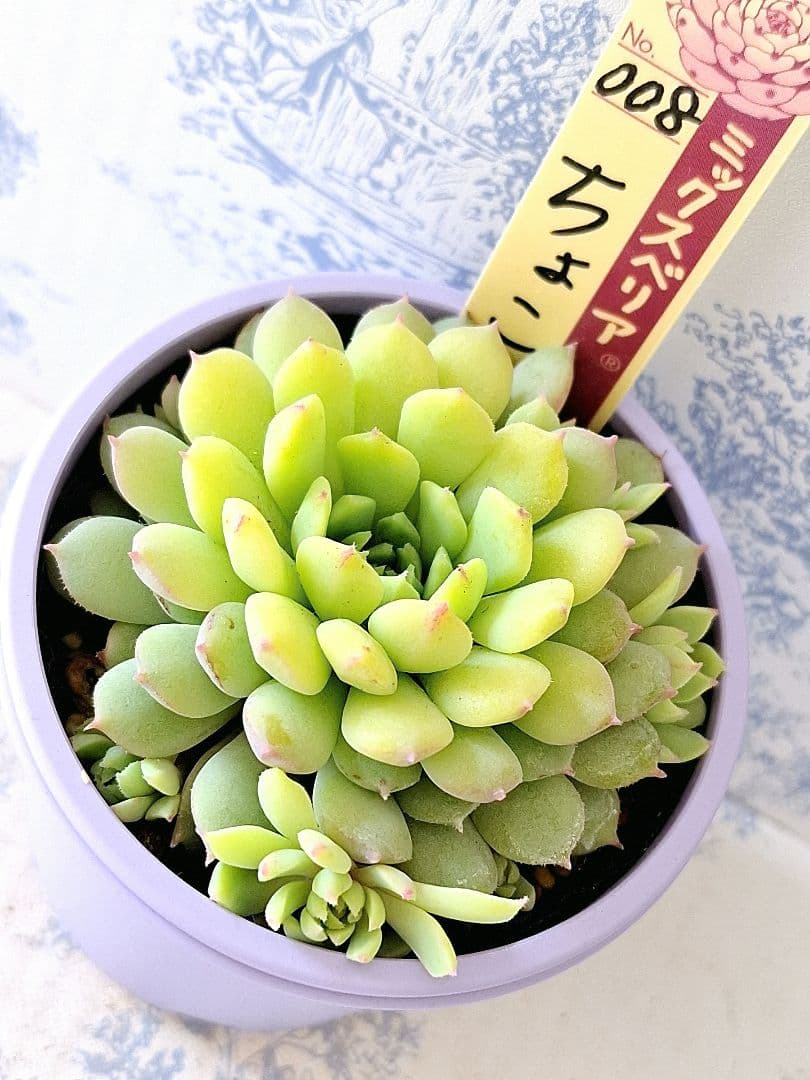 ちょこん 札付きポットごとメルカリ便おらいさん苗ミックスベリア