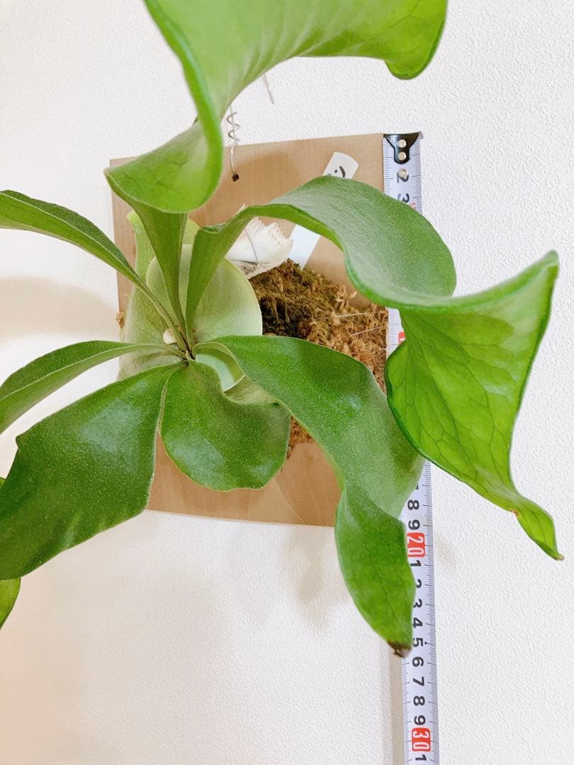 限定割引】ビカクシダヒリークンポン(P.hillii Khunphon)OC - メルカリ