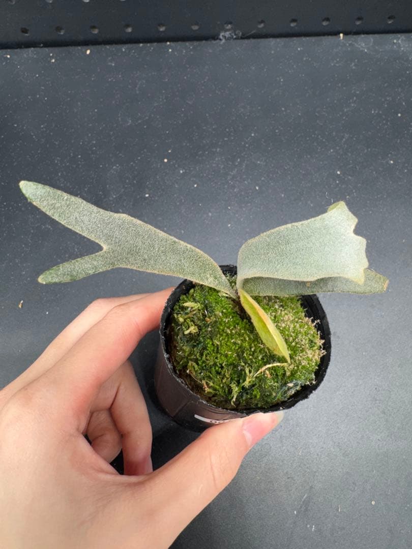 ビカクシダ P. willinckii Jenny TC #001 - メルカリ