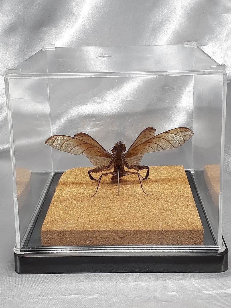マオウカレハカマキリ雄 立体標本 魔王枯葉 - メルカリ