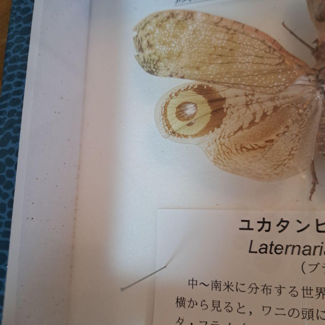 ユカタンビワハゴロモ 標本 - メルカリ