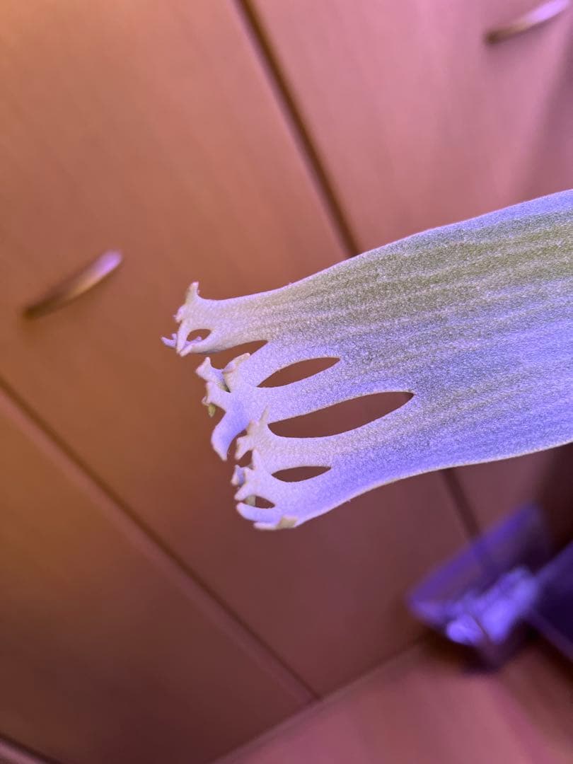 ビカクシダ Banna#A 大株 コルク付け コルク付け♡ビカクシダバンナ#A