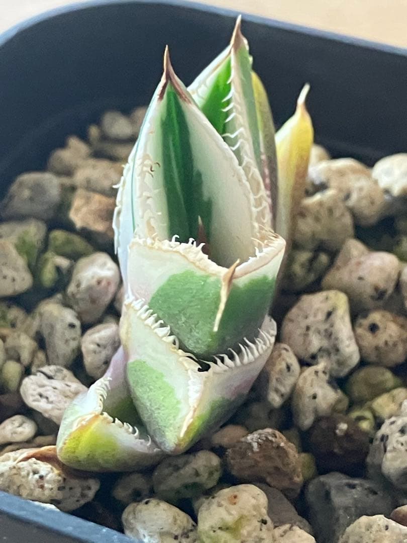 速達【鉢ごと発送】希少 選抜 活着済み アガベ チタノタ 豆豆龍錦 白覆輪