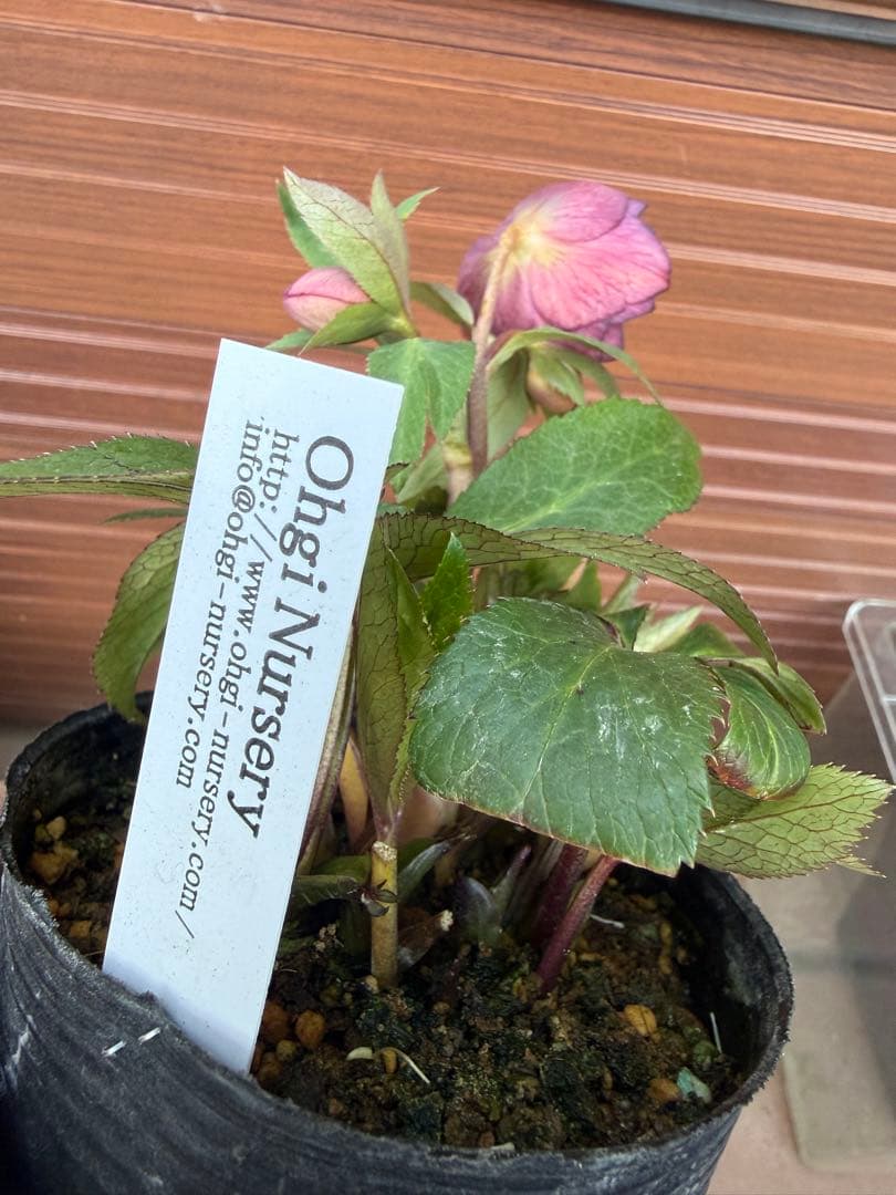 未株分】クリスマスローズ 大木ナーセリー ムルチ系オーレア交配