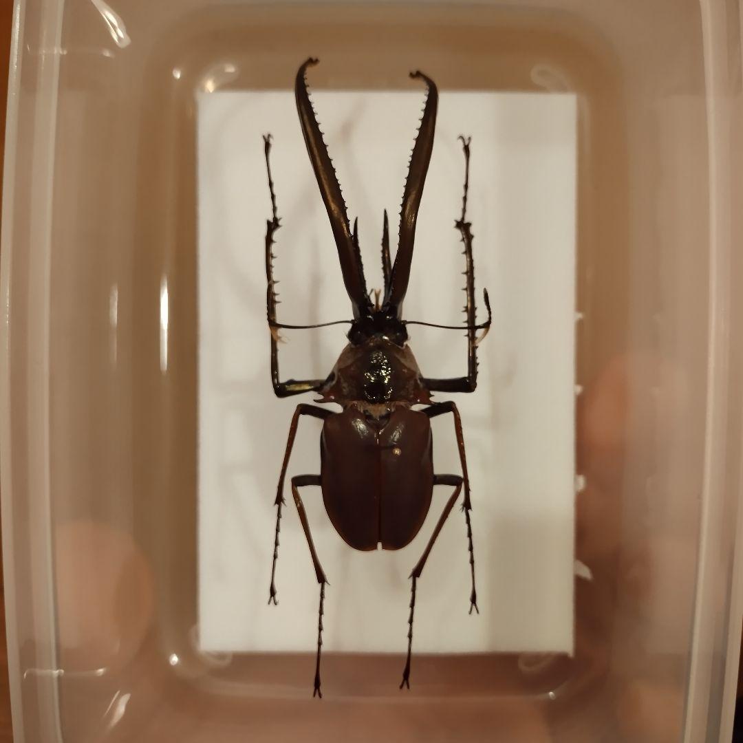 チリクワガタ/コガシラクワガタ 76mm 標本 - メルカリ