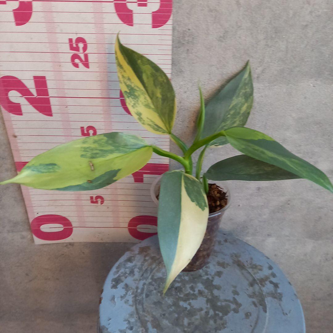 超希少 フィロデンドロン シルバーソード斑入 (ハスタータム斑入)