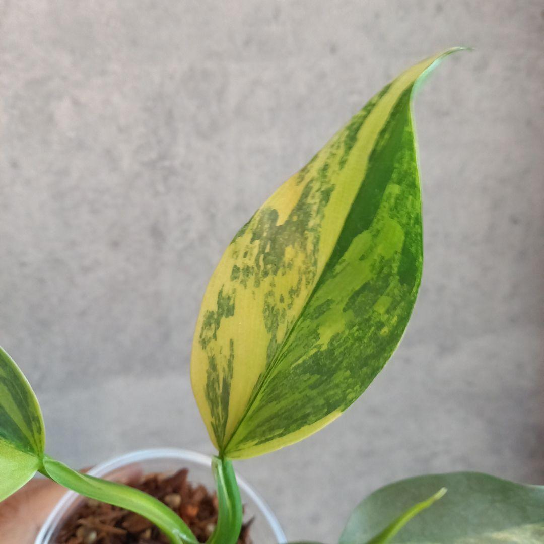 超希少 フィロデンドロン シルバーソード斑入 (ハスタータム斑入)
