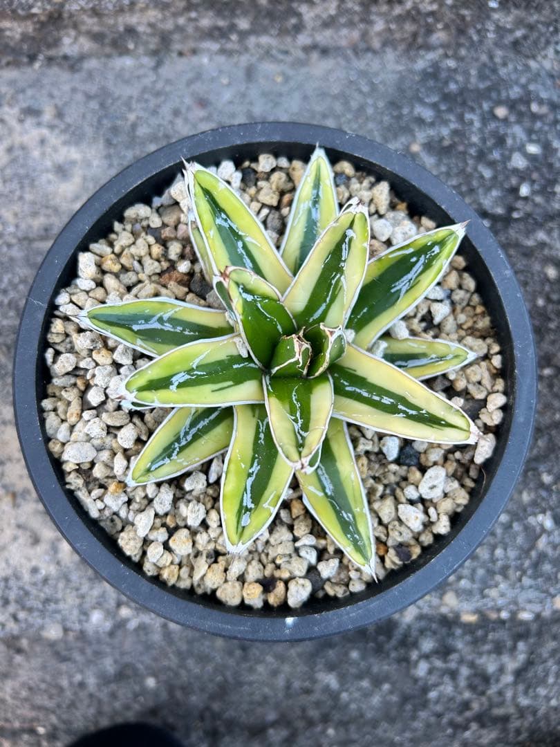 アガベ 笹の雪 輝山 黄覆輪 - メルカリ