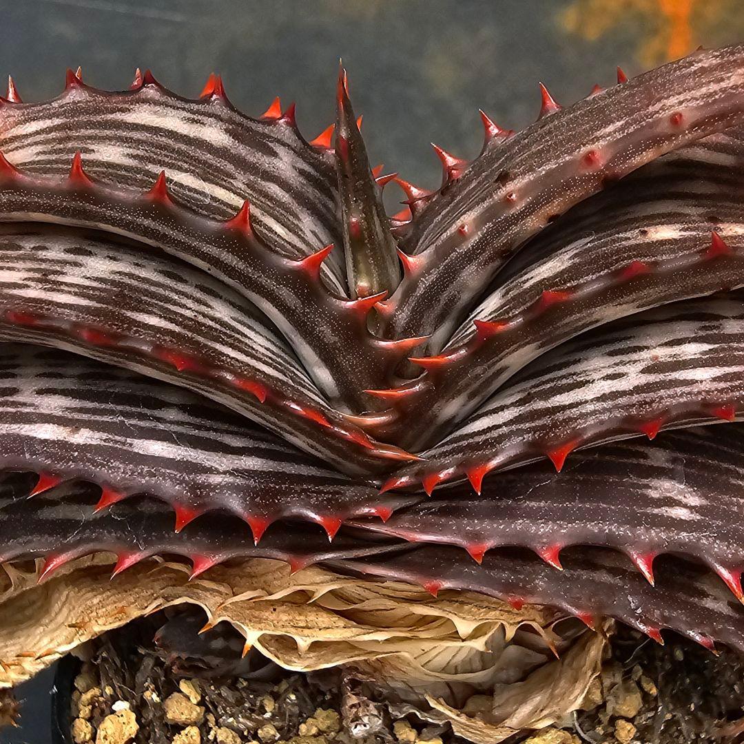 ハオルチア・アロエ Aloe branddraaiensis Aloe branddraaiensis アロエ ブランドレイエンシス | plants MARU