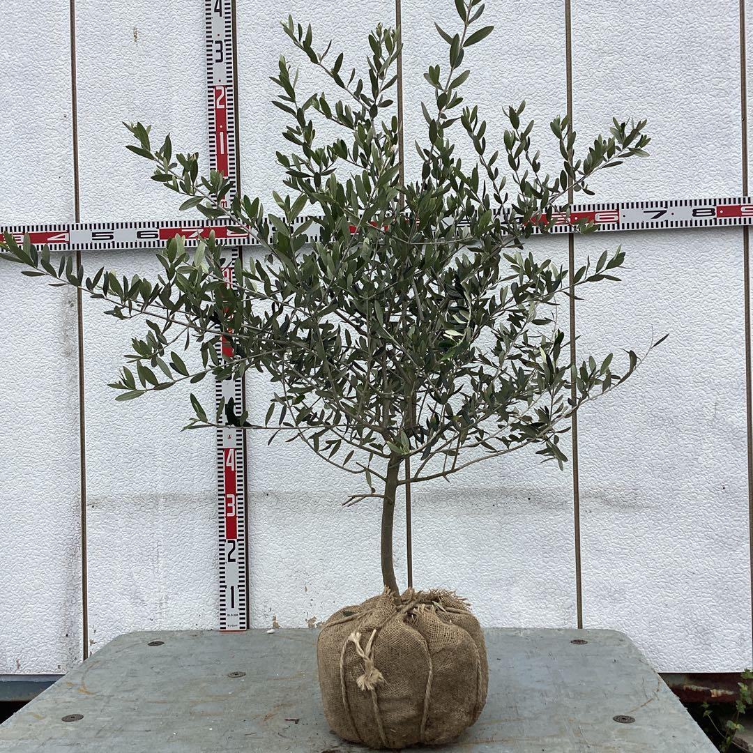 あおい様専用ページB「晩白柚＋原口早生」セット