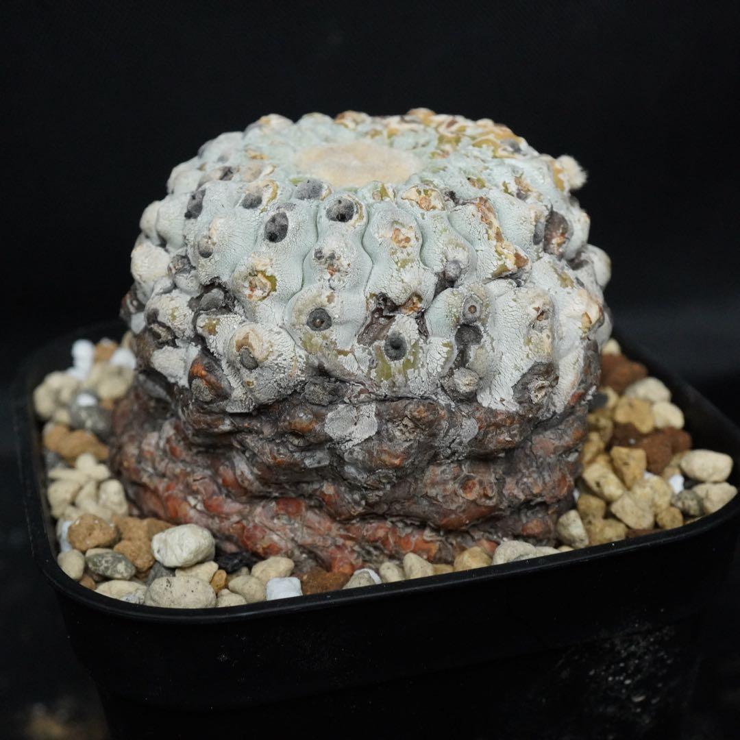 発根済み 孤竜丸 コピアポア コルムナアルバ copiapoa - メルカリ