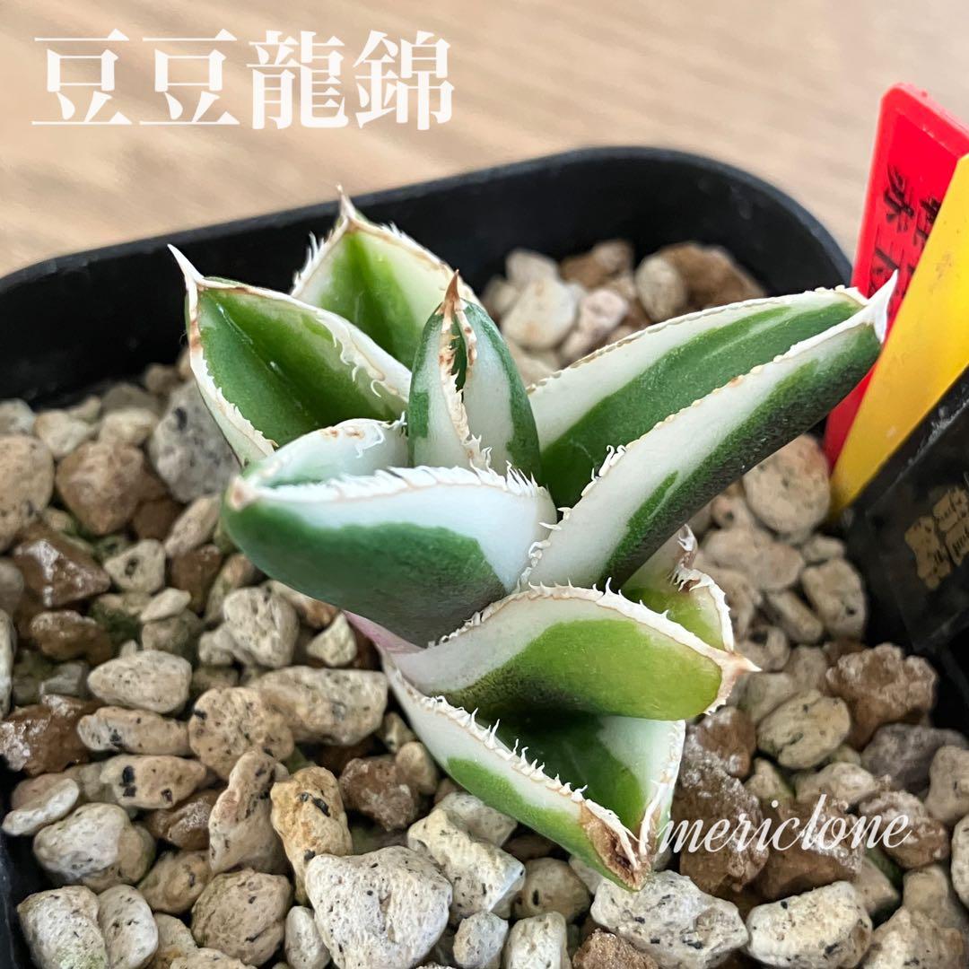 速達【初売り】15 希少 安定株 アガベ チタノタ 豆豆龍錦 覆輪斑 TC