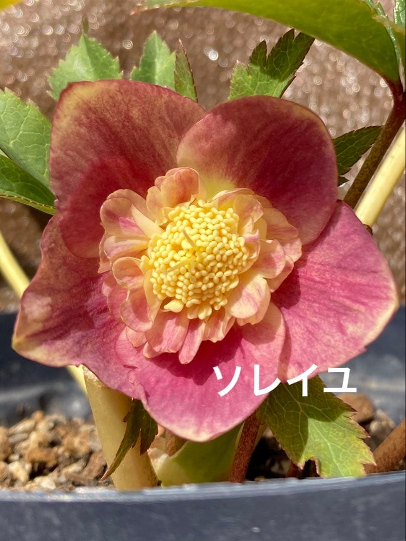 クリスマスローズ開花株 広瀬園芸ソレイユセミダブル - メルカリ