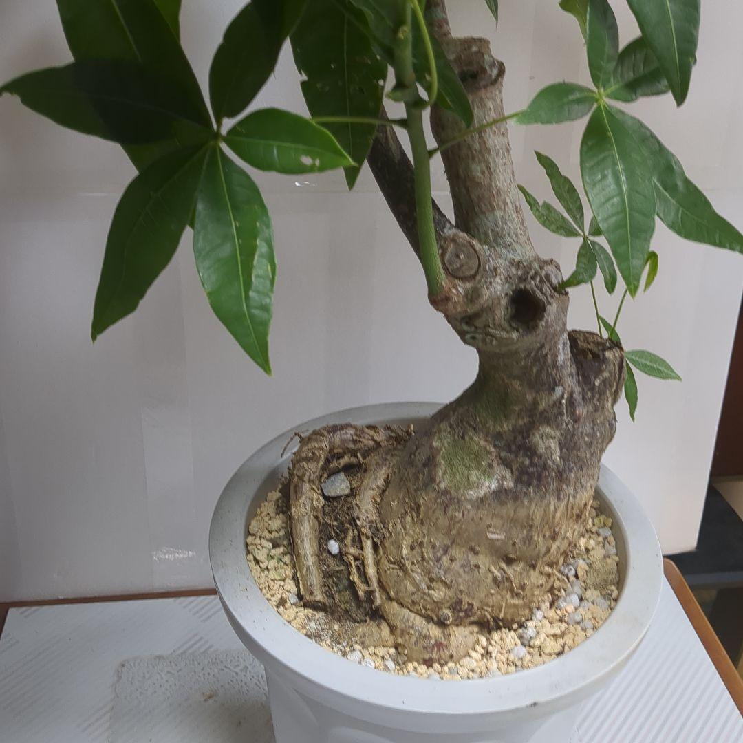 パキラ。大型。 観葉植物 。無料で発送致します。パキラ 10号 【大きい