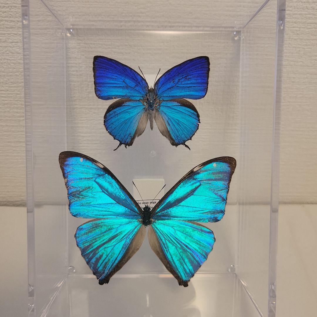 蝶の標本 ジャングルを舞う宝石（青AA） - メルカリ
