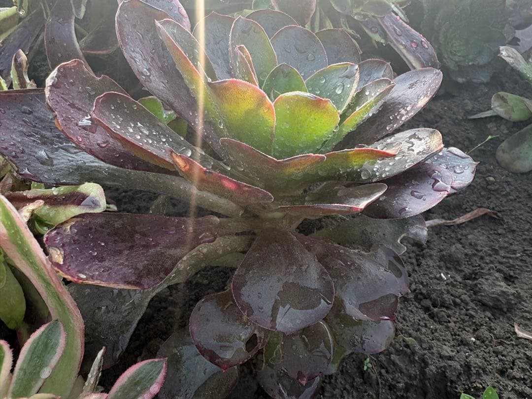 アエオニウム 魅金ローズ - メルカリ