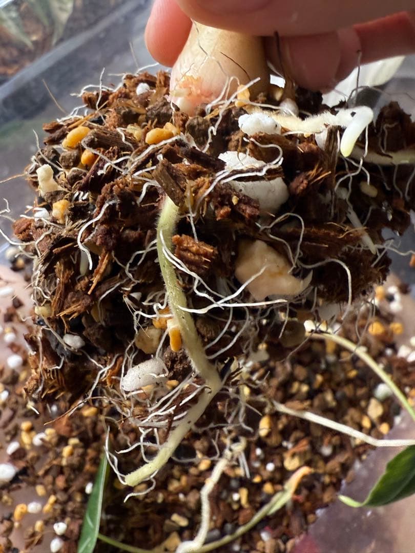 り*く様 希少 アロカシア ブラックサタンピンクボーン 芋 - メルカリ