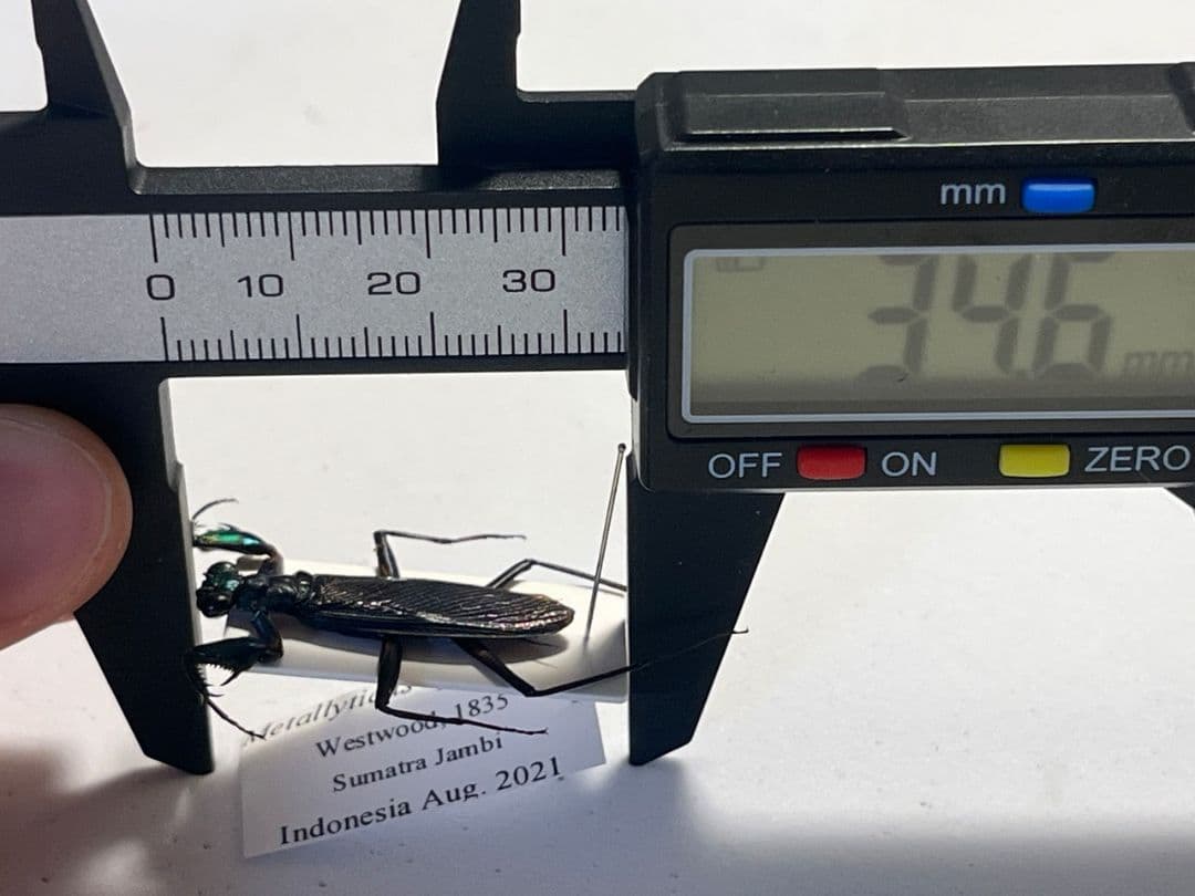 標本】ケンランカマキリ スパイダーマンティスレッドローチ