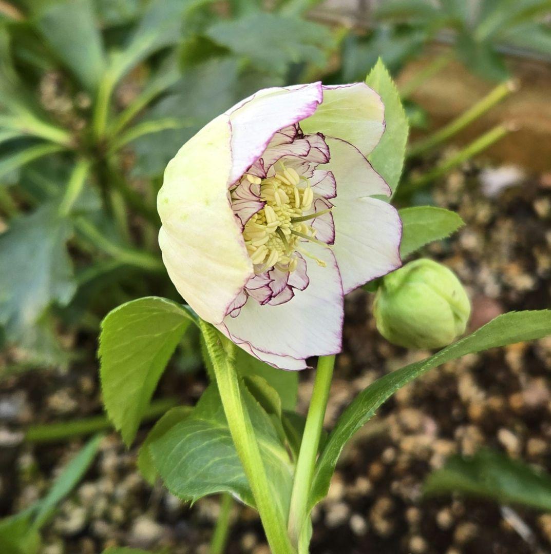 クリスマスローズ sd 株分け苗 - メルカリ