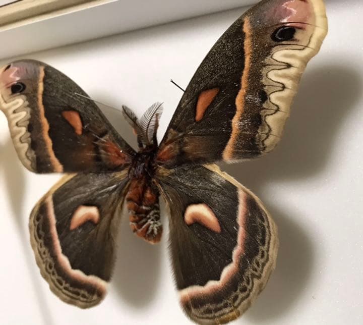 蛾 標本 セクロピアサン ♂ - メルカリ