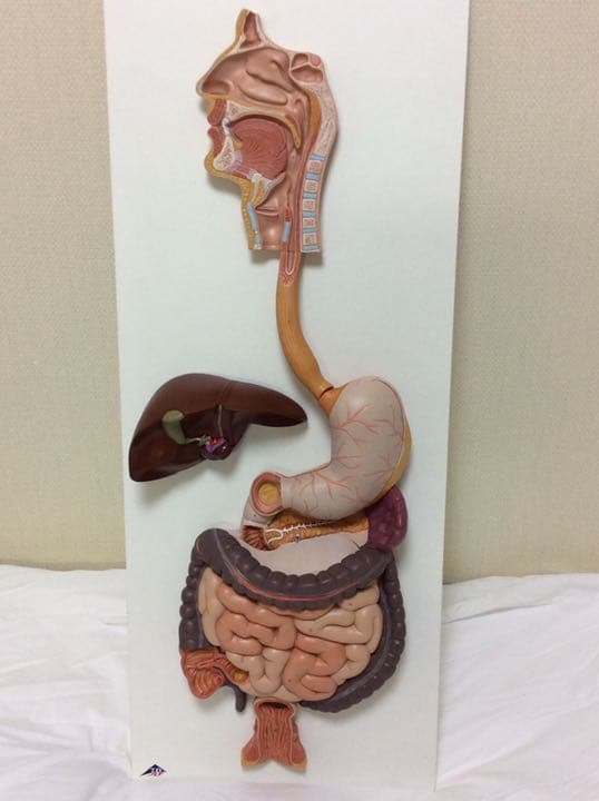 人体模型 消化器系，3分解モデル 3B Smart Anatomy - メルカリ